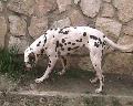 Dalma