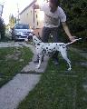 Dalma