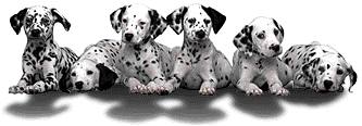 Principl Dalmata Kennel